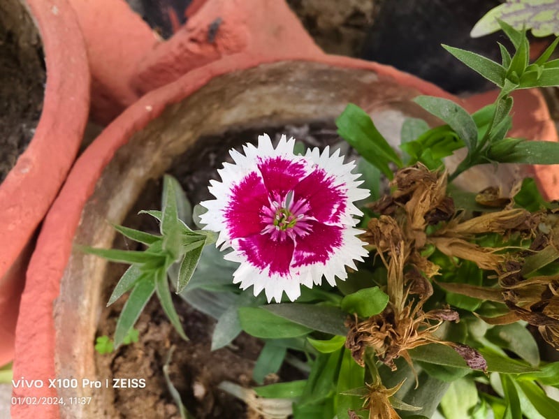 img 20240102 113714 vivo x100 pro review: a flagship with a photographic soul - img 20240102 113714