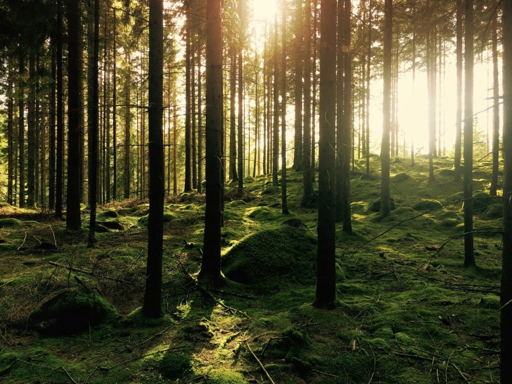 Green Noise: The White Noise Alternative You Should Be Using
