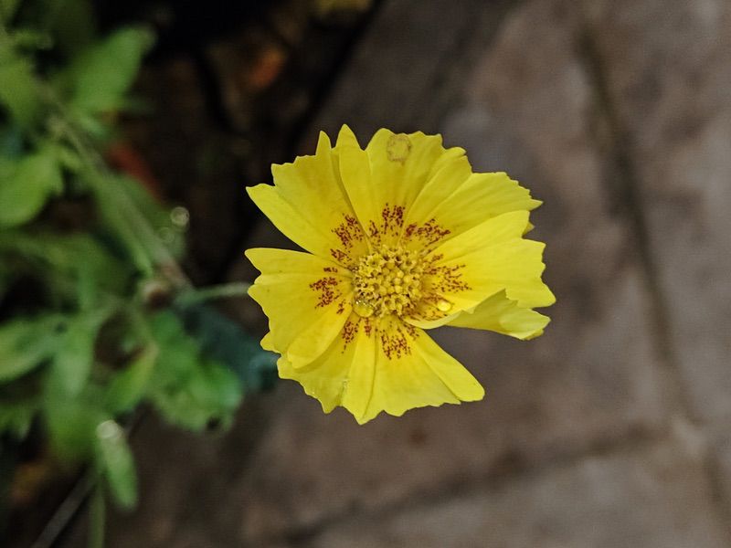 iQOO Neo 9 pro camera sample 1