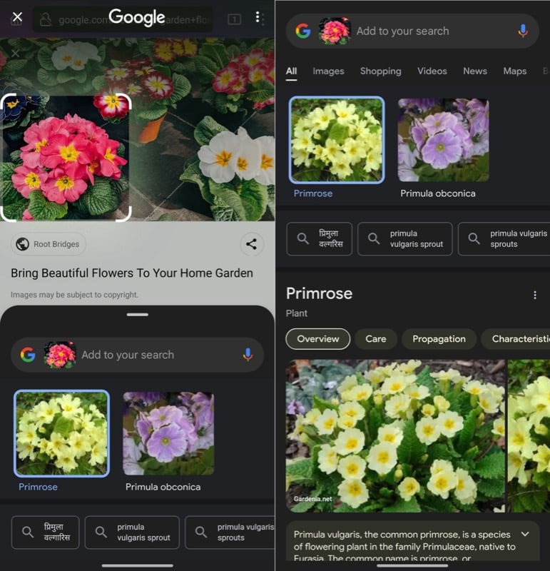 Circle to Search results for the Primrose plant.